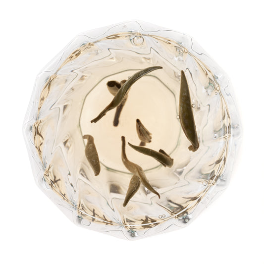 China White Flowery Pekoe Tea