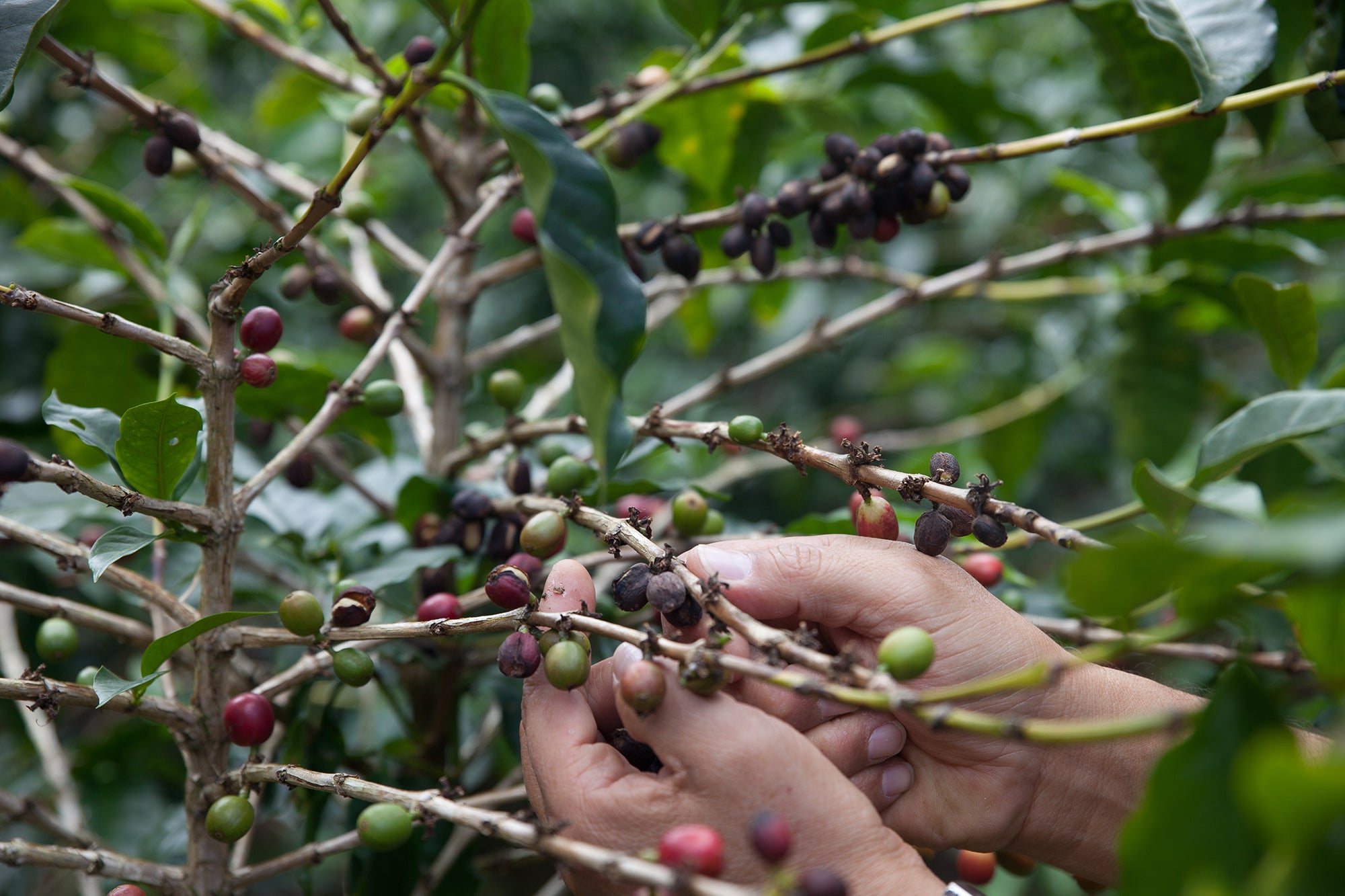 Skal det være en kopp kaffe uten koffein?