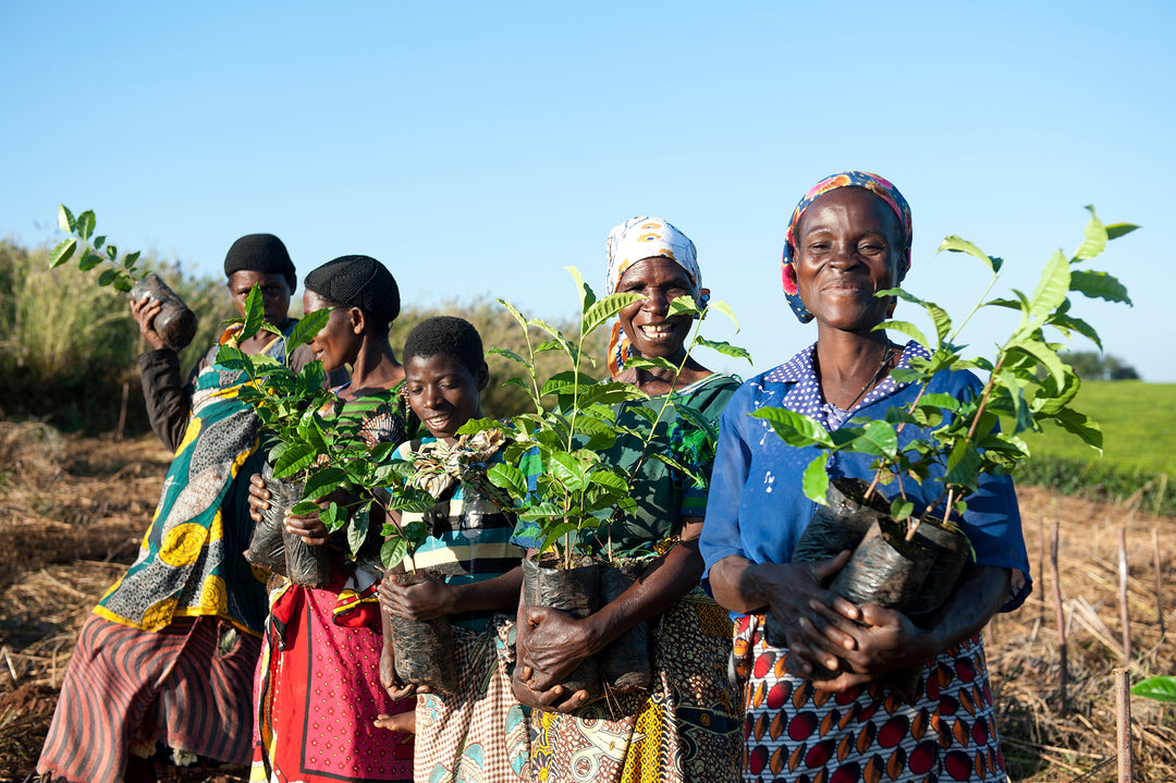 Foto: Anette Kay – Satemwa (Malawi)